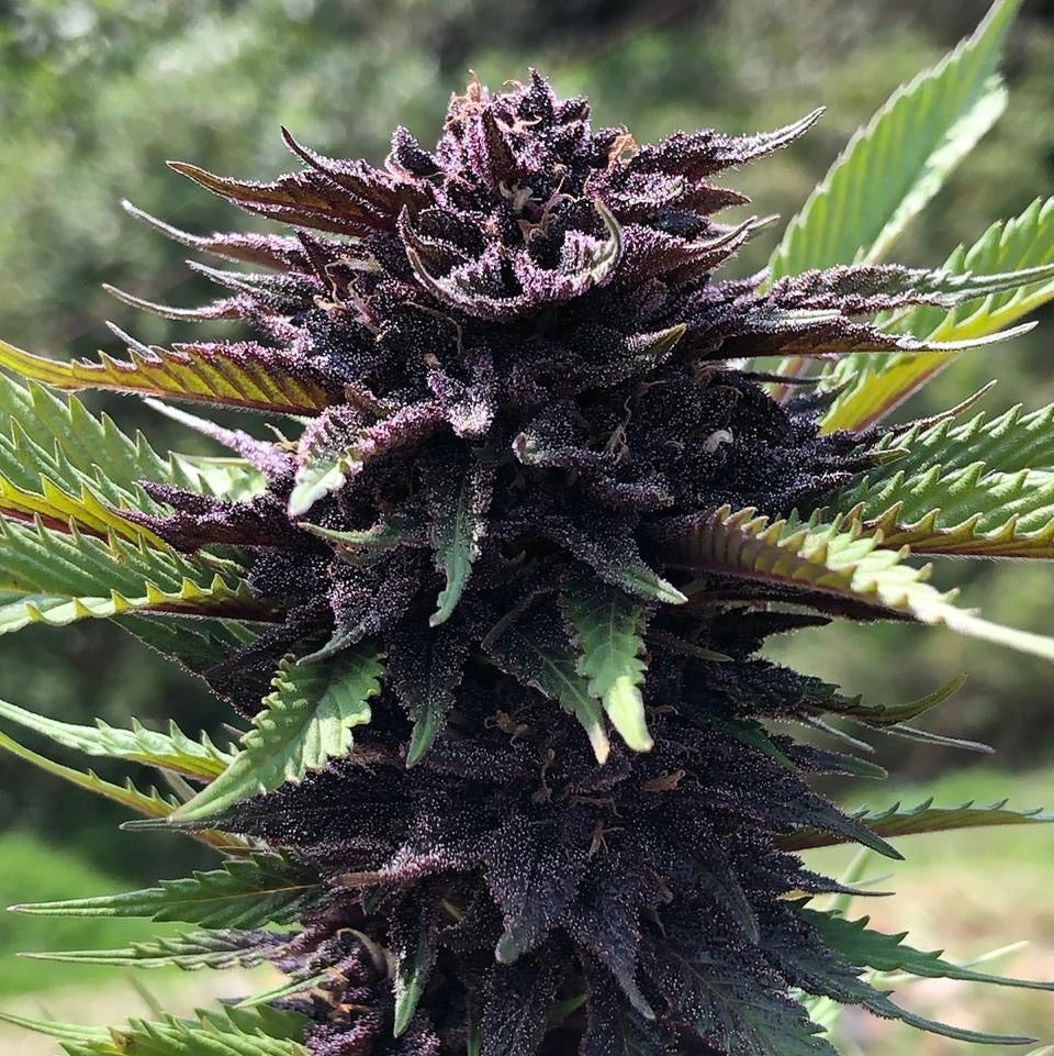 COLOMBIAN PURPLE GOLD