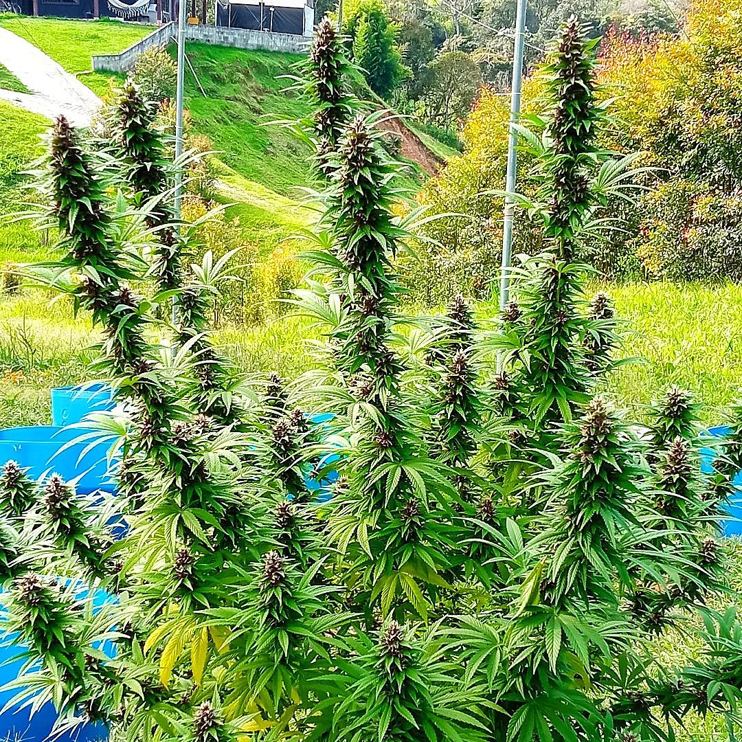 COLOMBIAN PURPLE GOLD