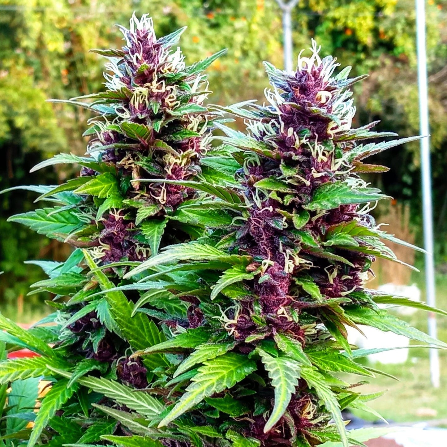 COLOMBIAN PURPLE GOLD