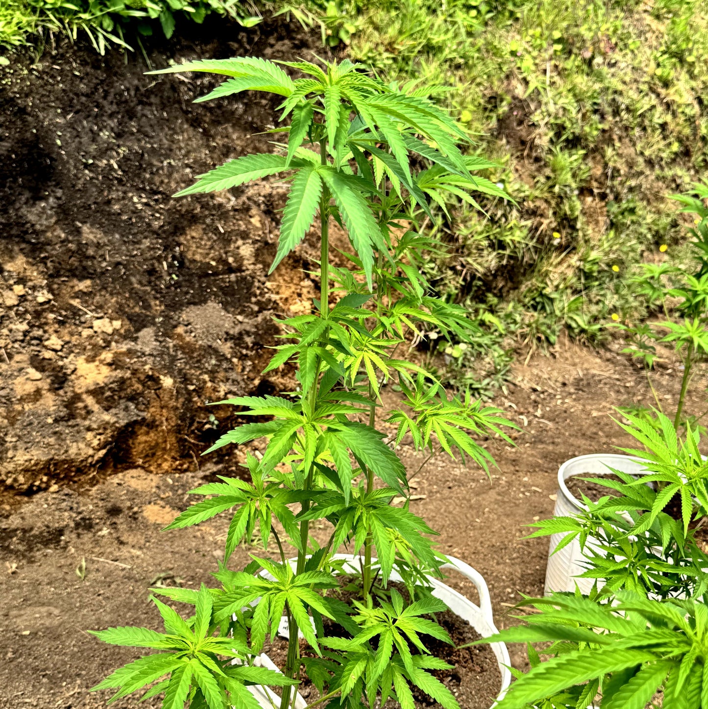 WATERMELON ICE CREAM