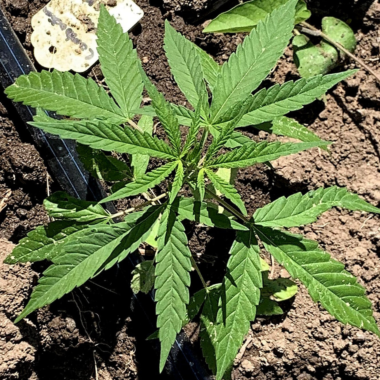 BLACK MAMBA (Vichada Black)