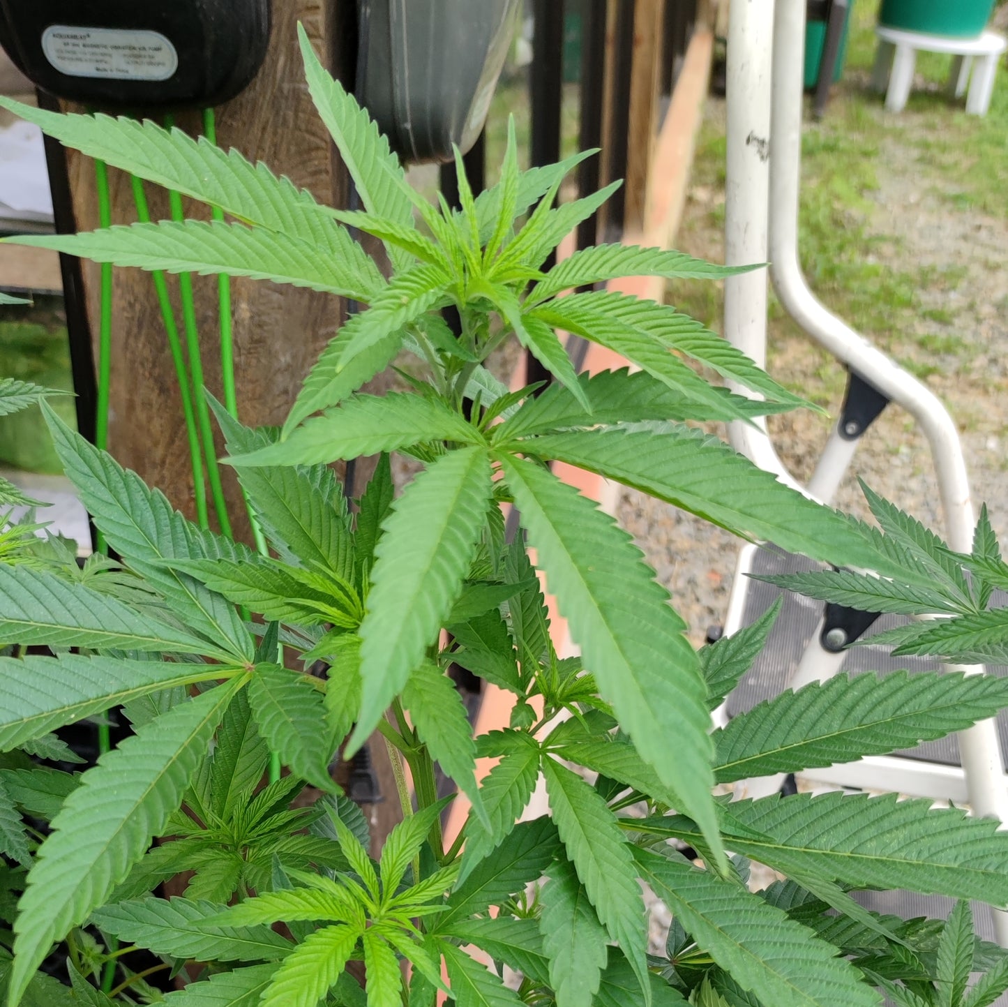 COLOMBIAN ORANGE RESERVE