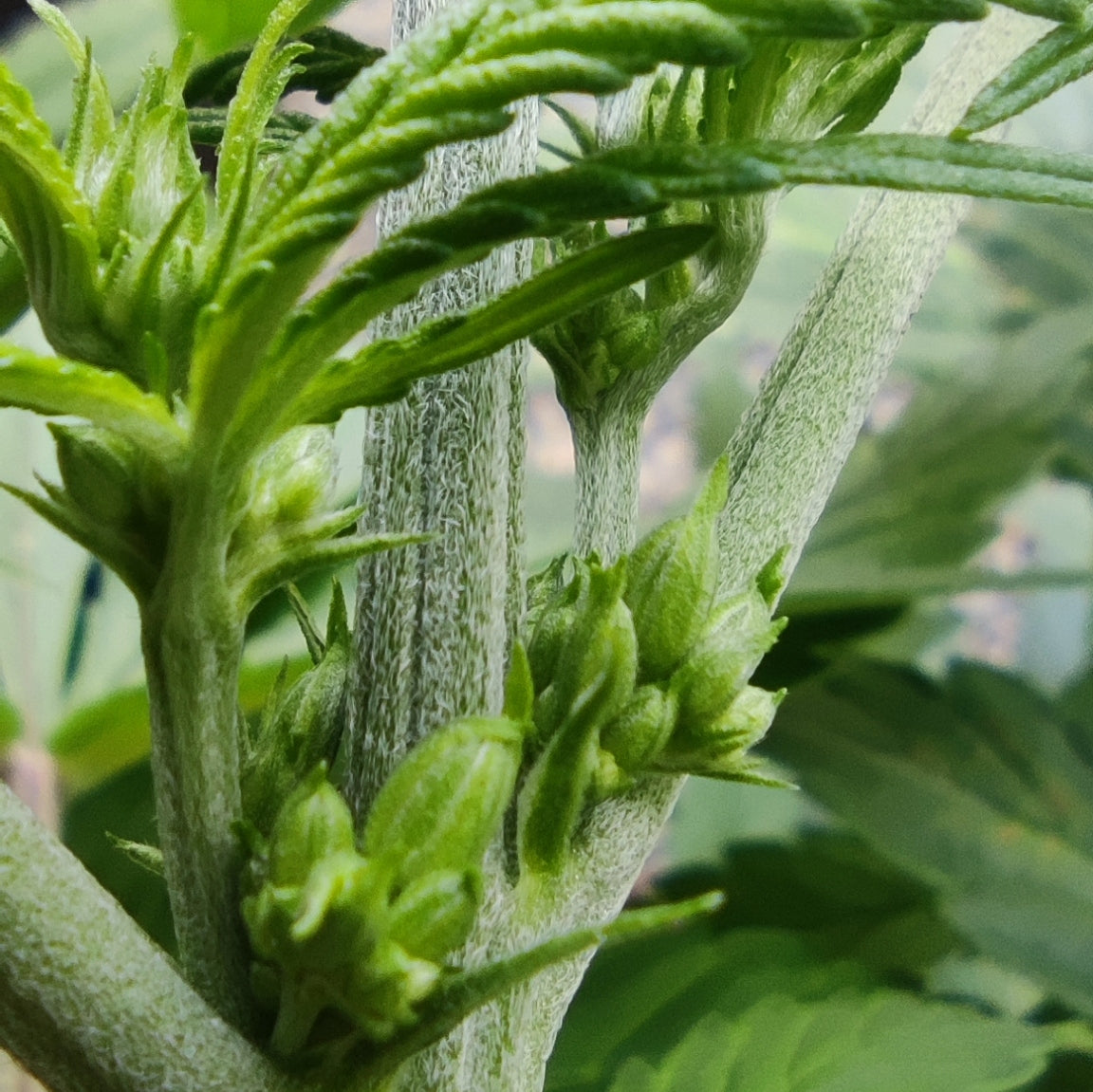 SHANTIBABA'S WHITE WIDOW