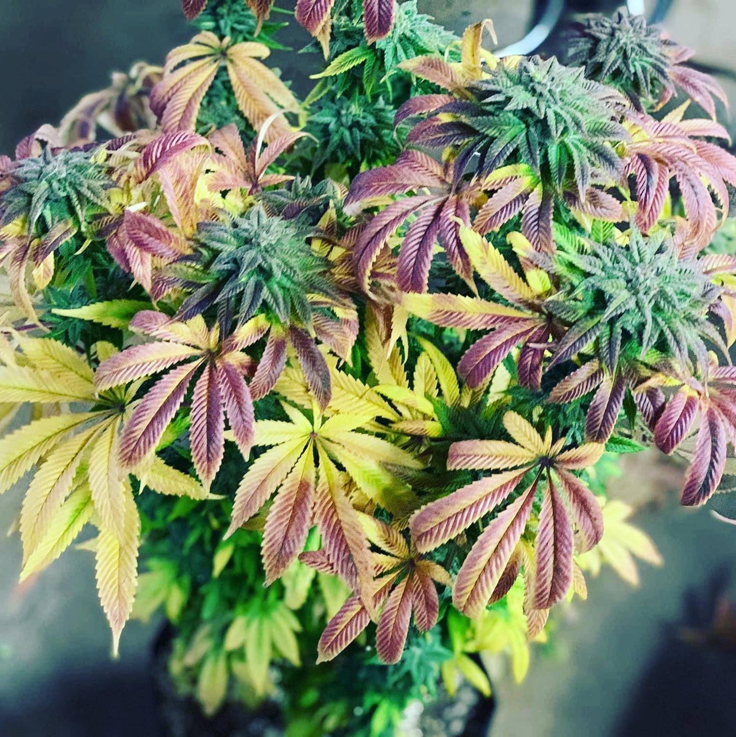 MEMORIES OF AFGHANISTAN