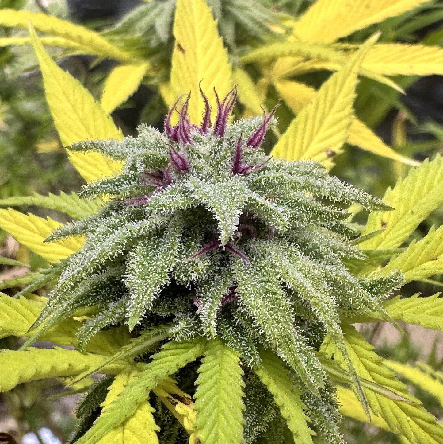 CINDY’S GRAPEFRUIT KUSH