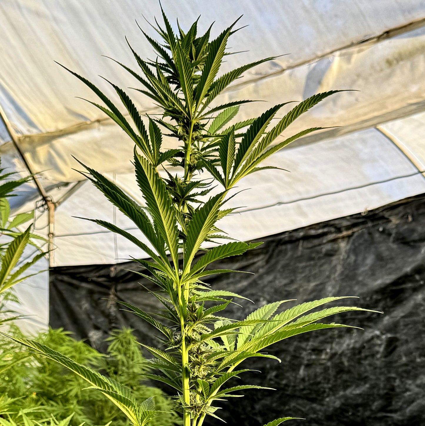 FRUIT COCKTAIL (SALPICON)