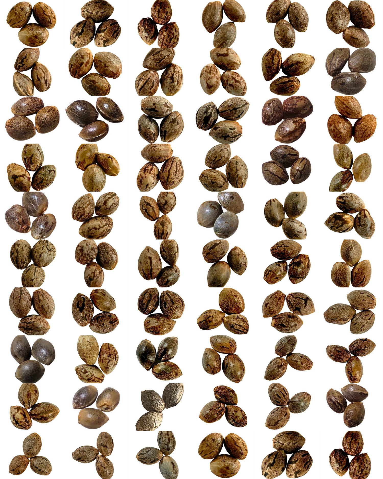 Seeds