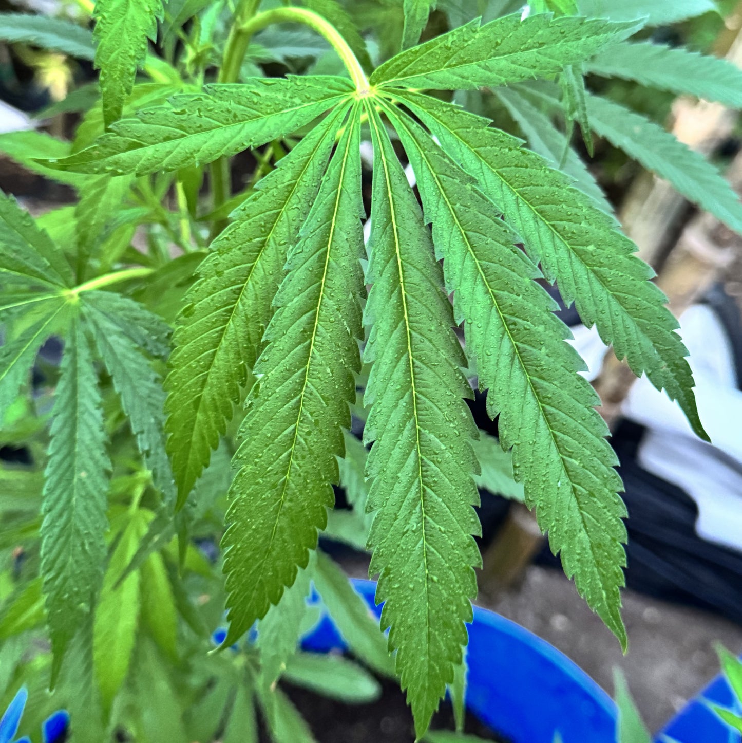 JIHADI KUSH HASHPLANT