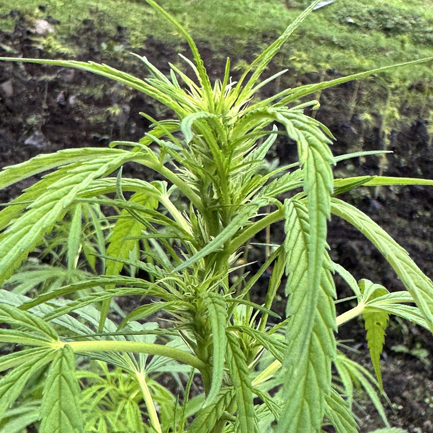 ACAPULCO GOLD (REEFERMAN)