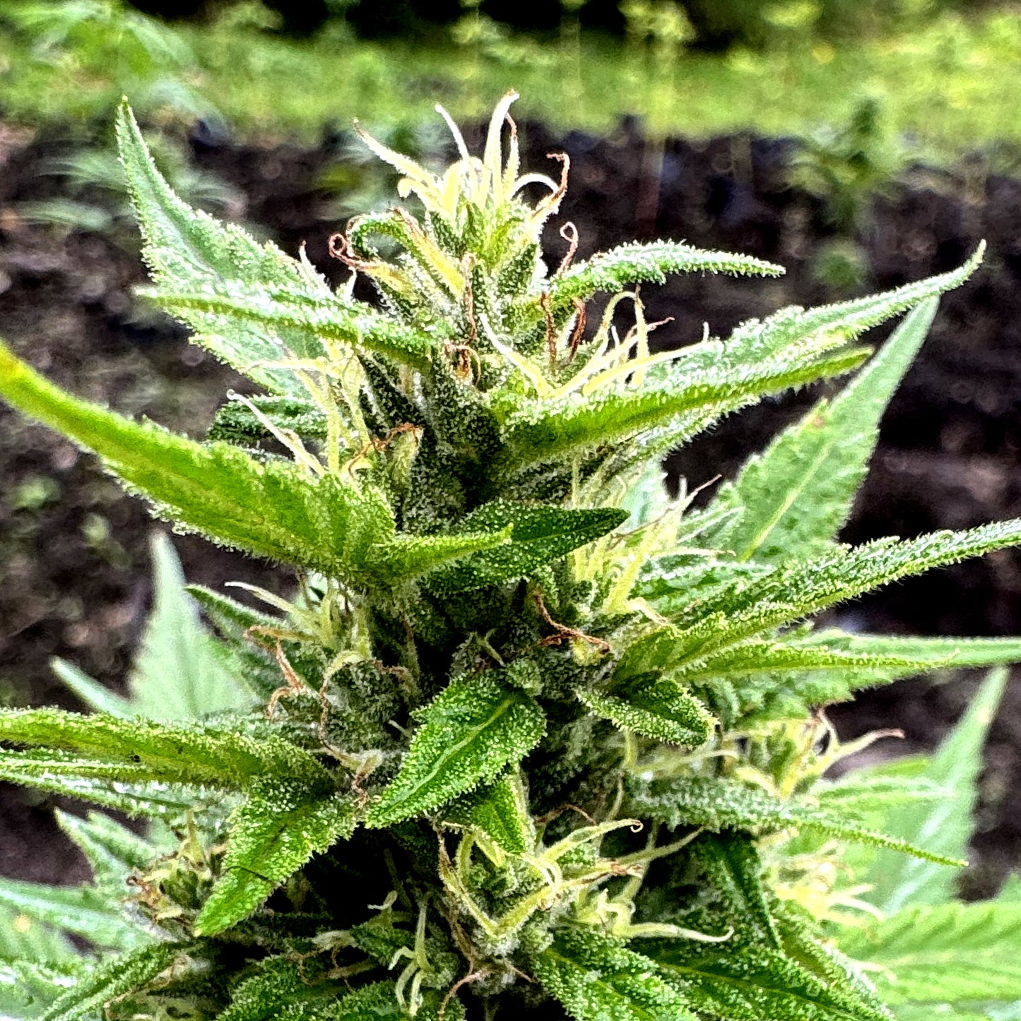 ACAPULCO GOLD (REEFERMAN)