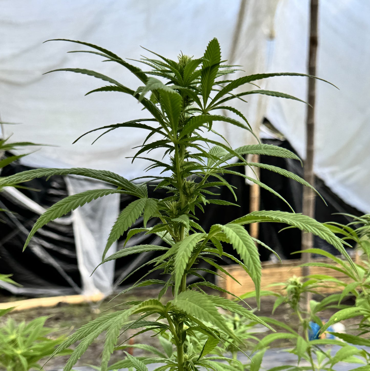 MEMORIES OF AFGHANISTAN