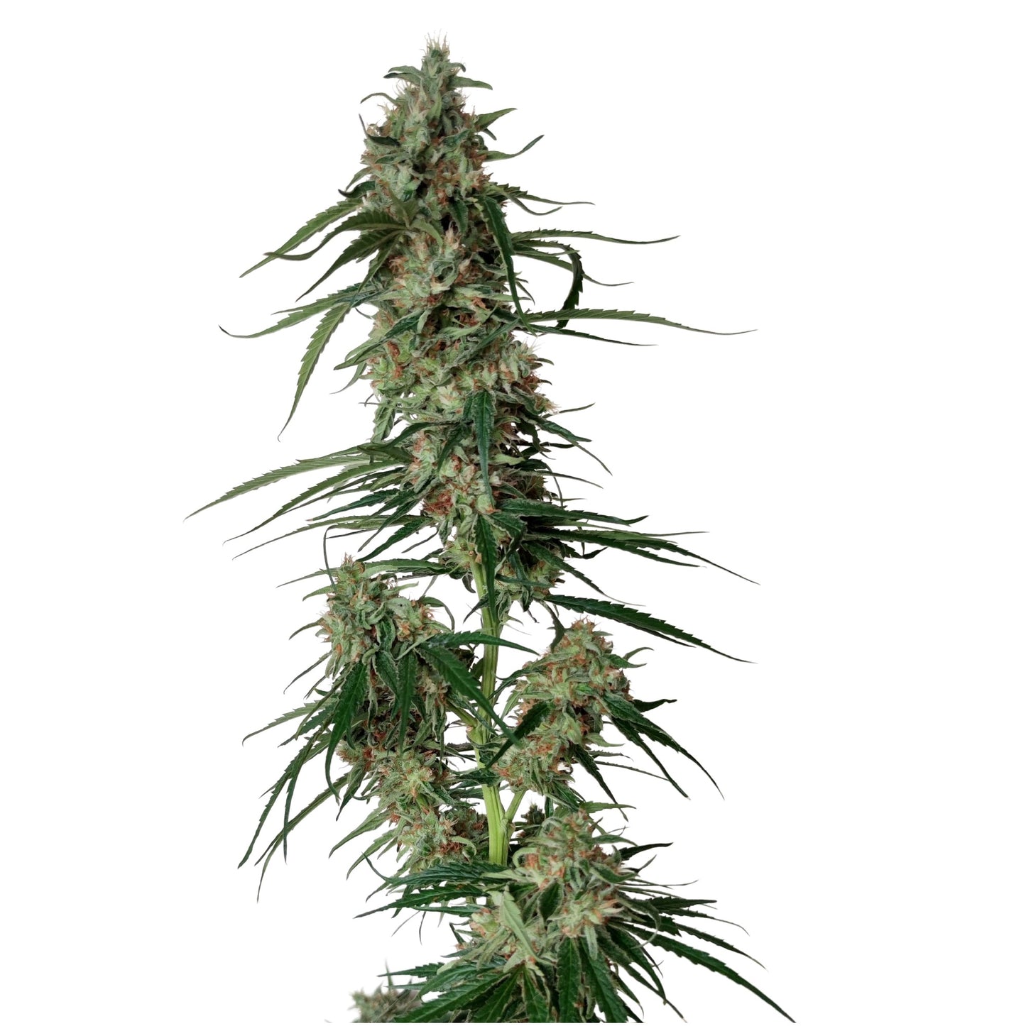 BIG SUR HOLY WEED
