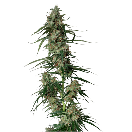 BIG SUR HOLY WEED