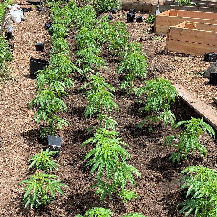 JIHADI KUSH HASHPLANT