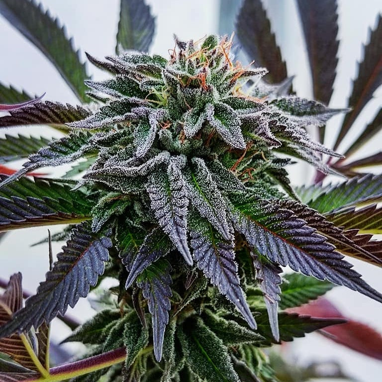 NEPAL HINDU KUSH RESERVE
