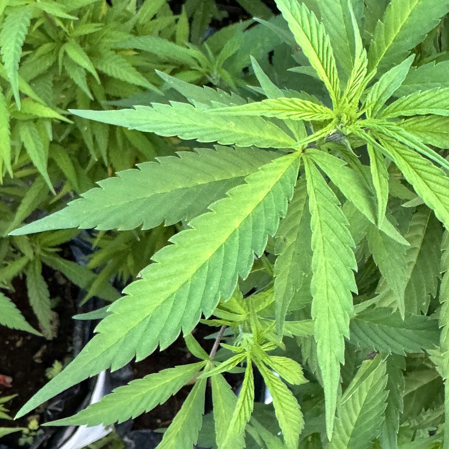 TARAH MAIDEN HASHPLANT