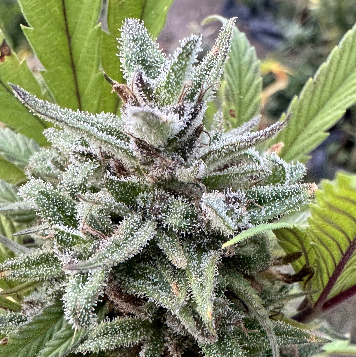 TARAH MAIDEN HASHPLANT