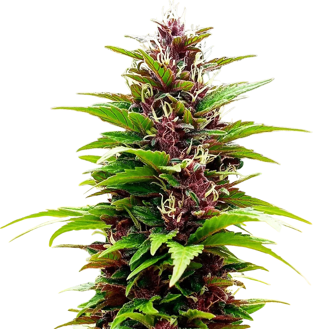 COLOMBIAN PURPLE GOLD