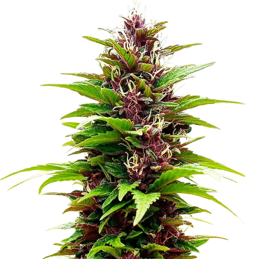 COLOMBIAN PURPLE GOLD