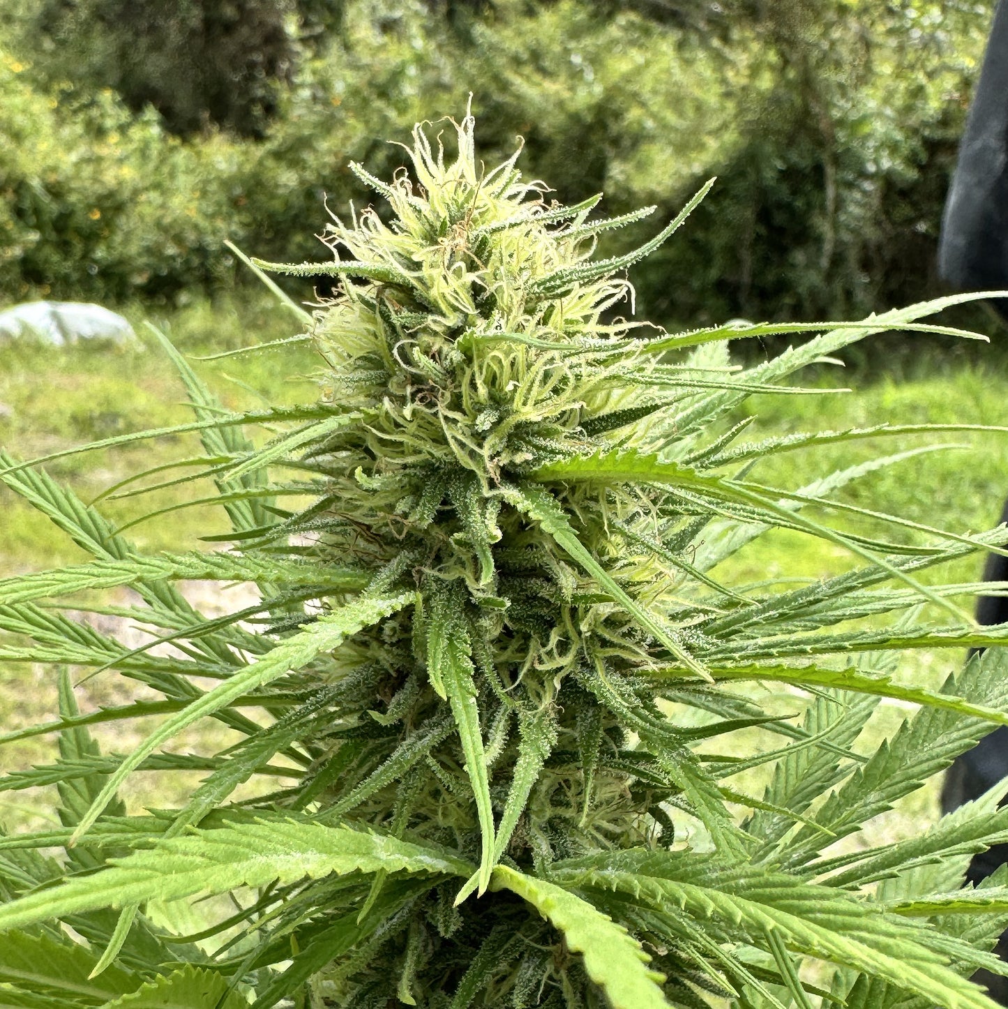 CINDY’S GRAPEFRUIT KUSH