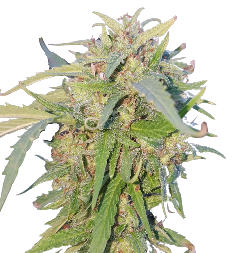 JIHADI KUSH HASHPLANT