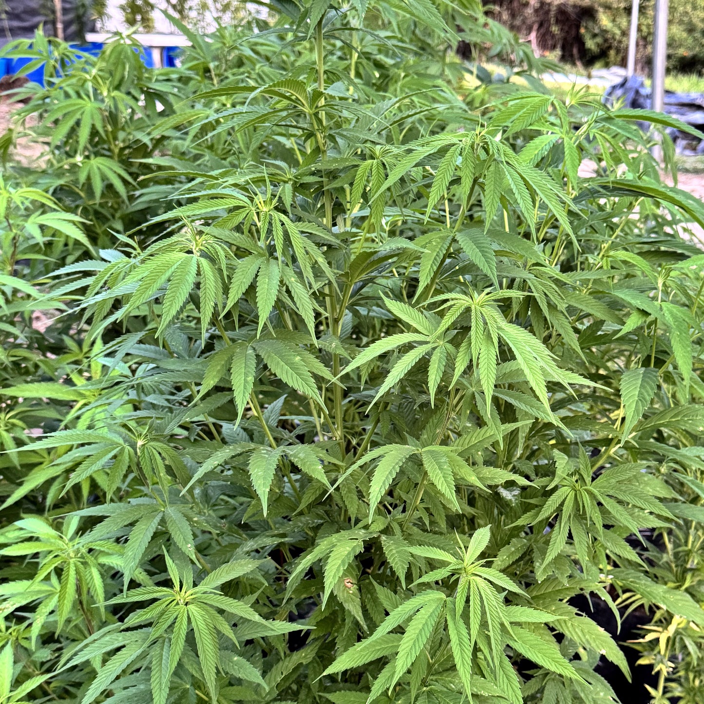 MEMORIES OF AFGHANISTAN