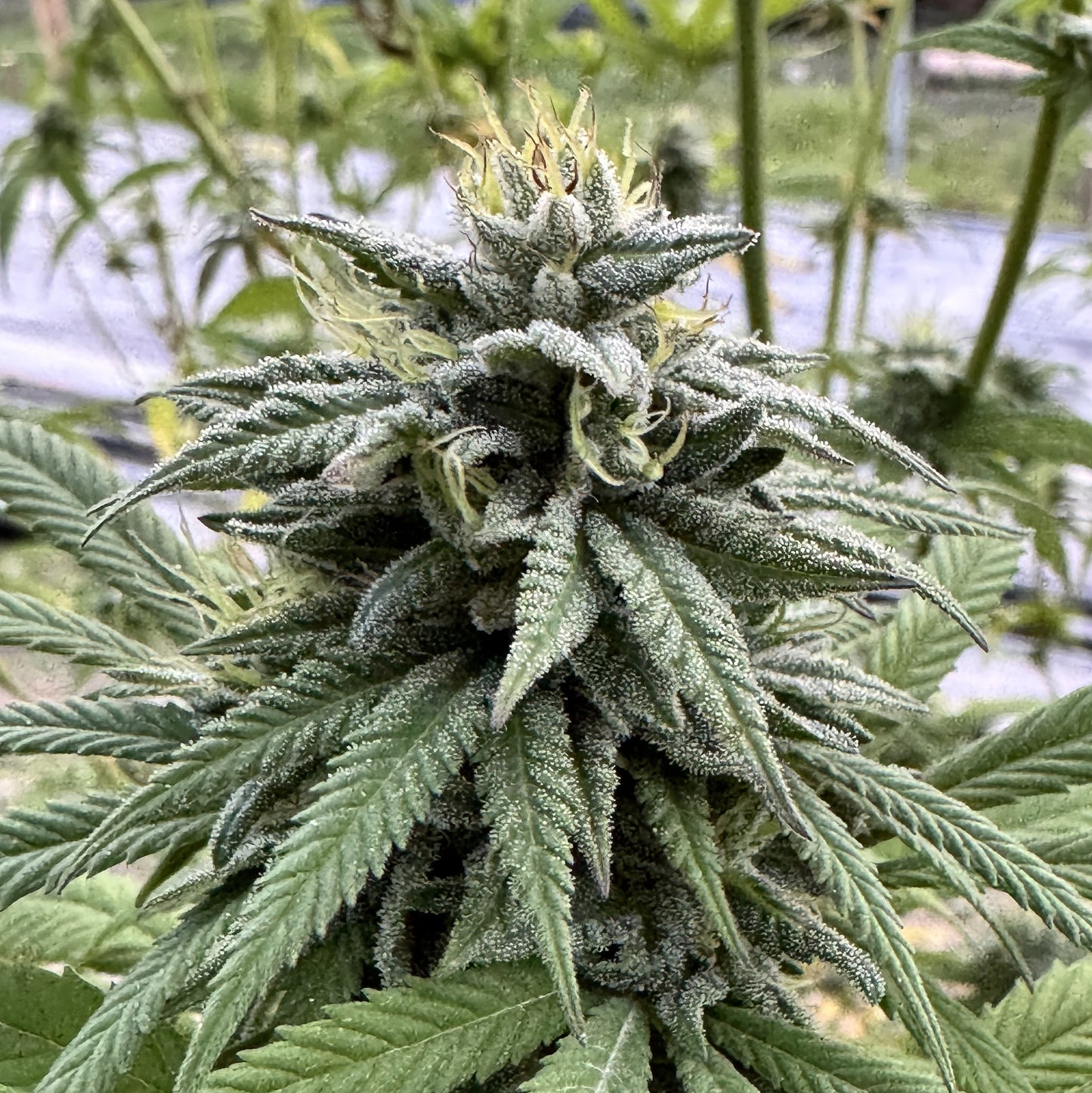 MEMORIES OF AFGHANISTAN