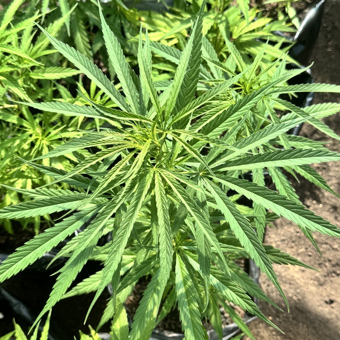 CINDY’S GRAPEFRUIT KUSH