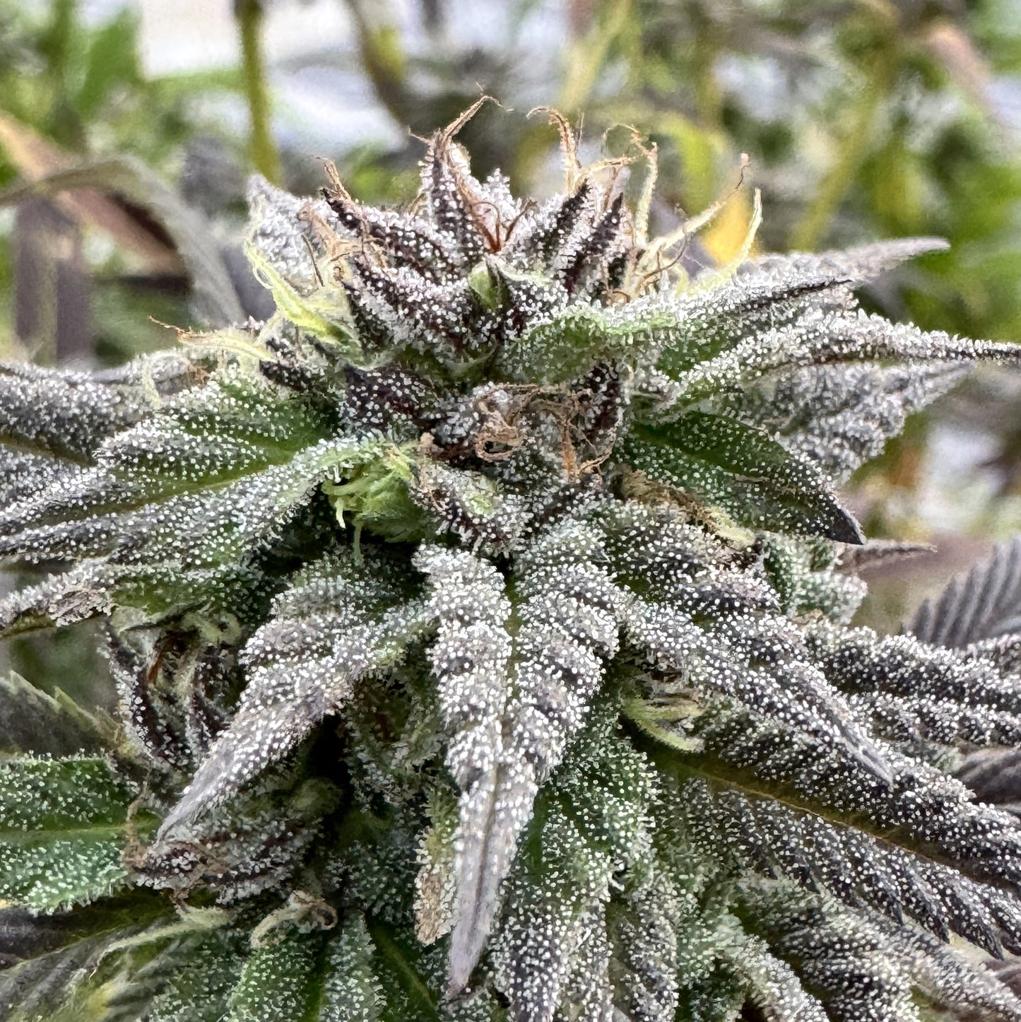 MEMORIES OF AFGHANISTAN