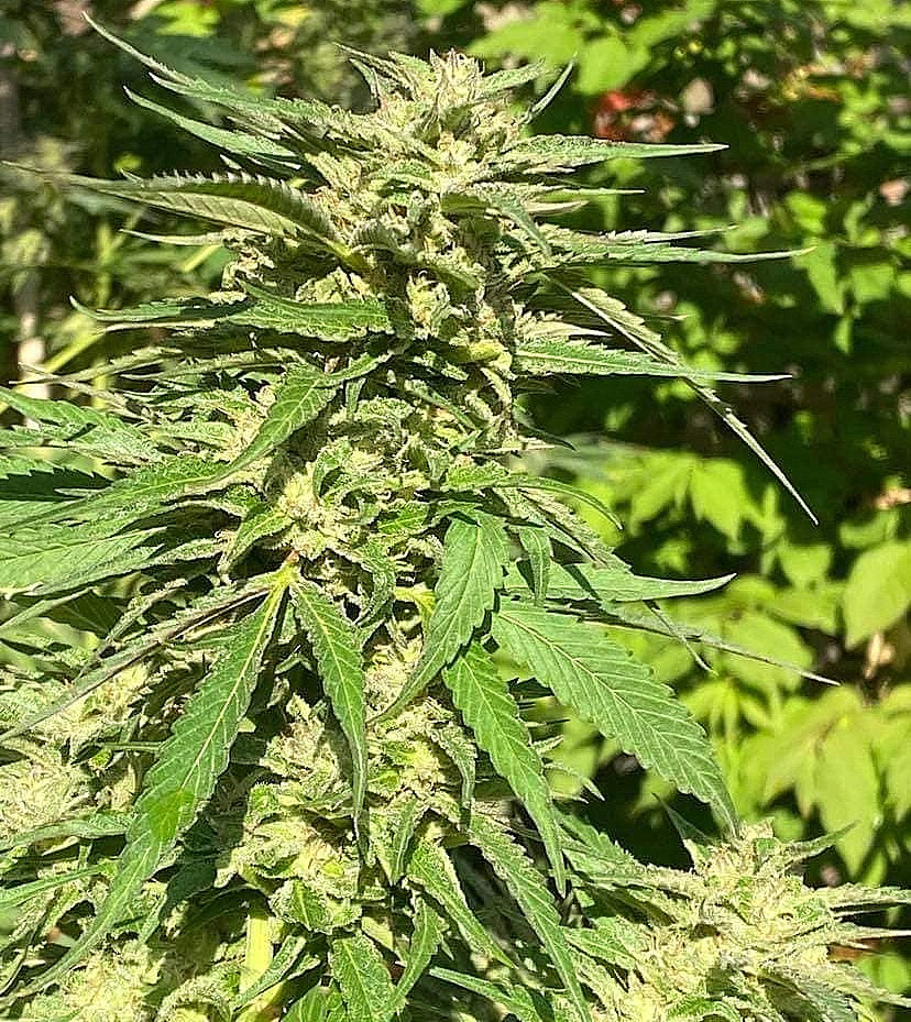 JIHADI KUSH HASHPLANT