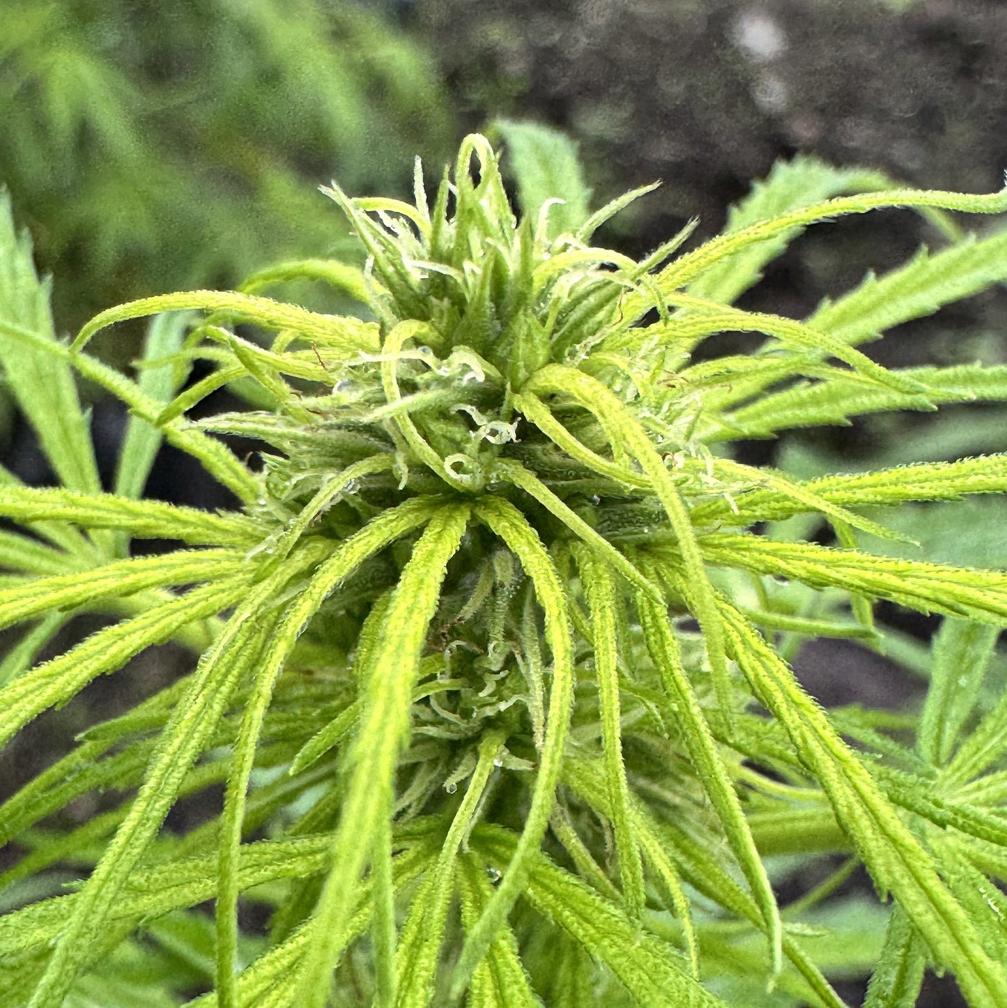 ACAPULCO GOLD (REEFERMAN)