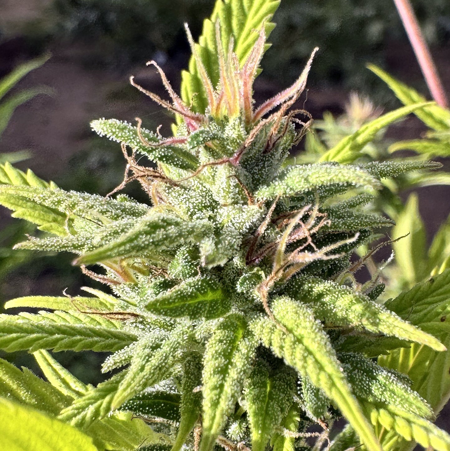 JIHADI KUSH HASHPLANT