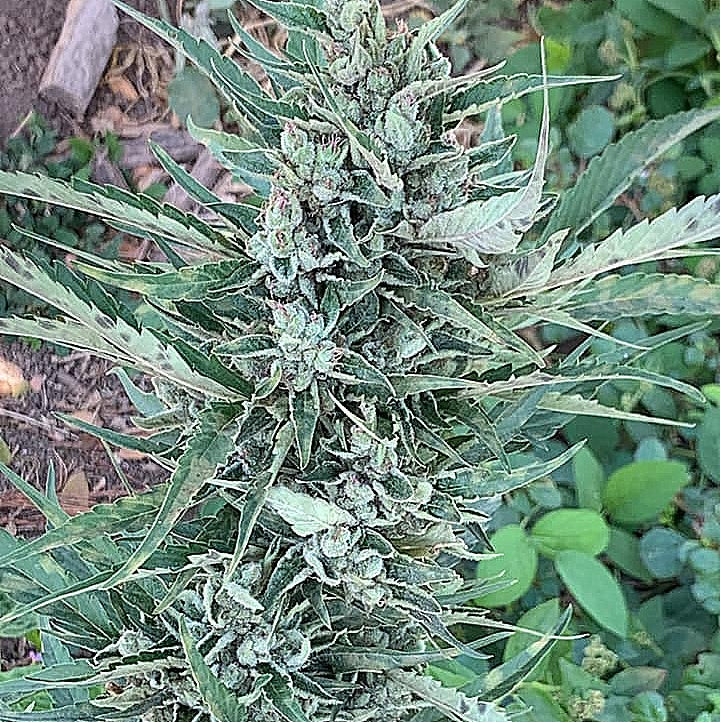 KING SILVER POLE (BX3 #1)