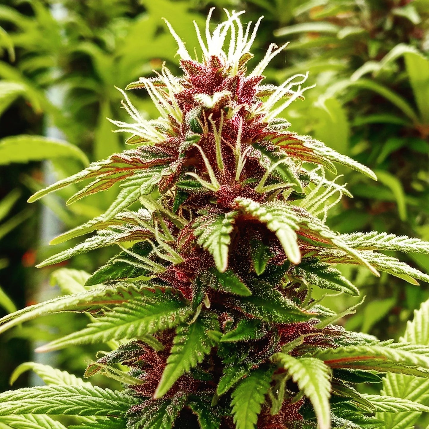 COLOMBIAN PURPLE GOLD