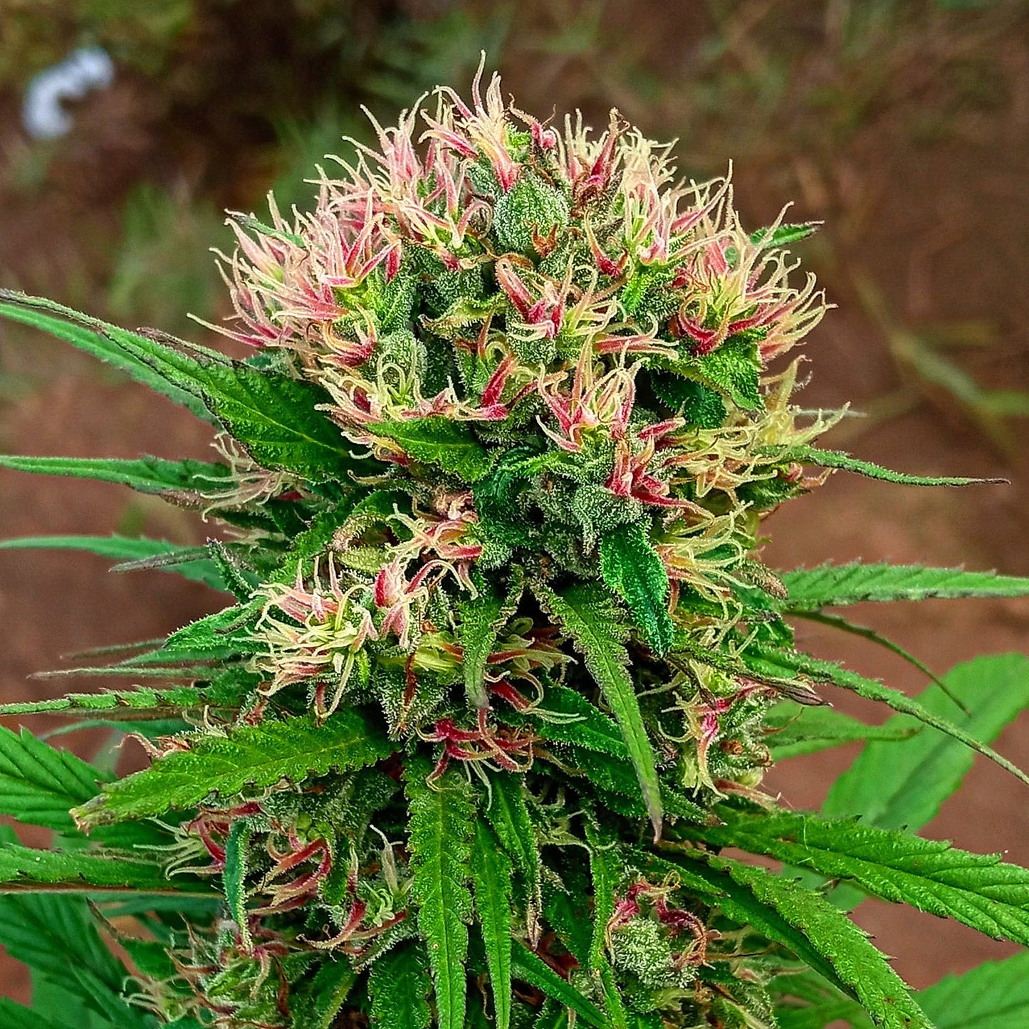 PUNTO ROJO