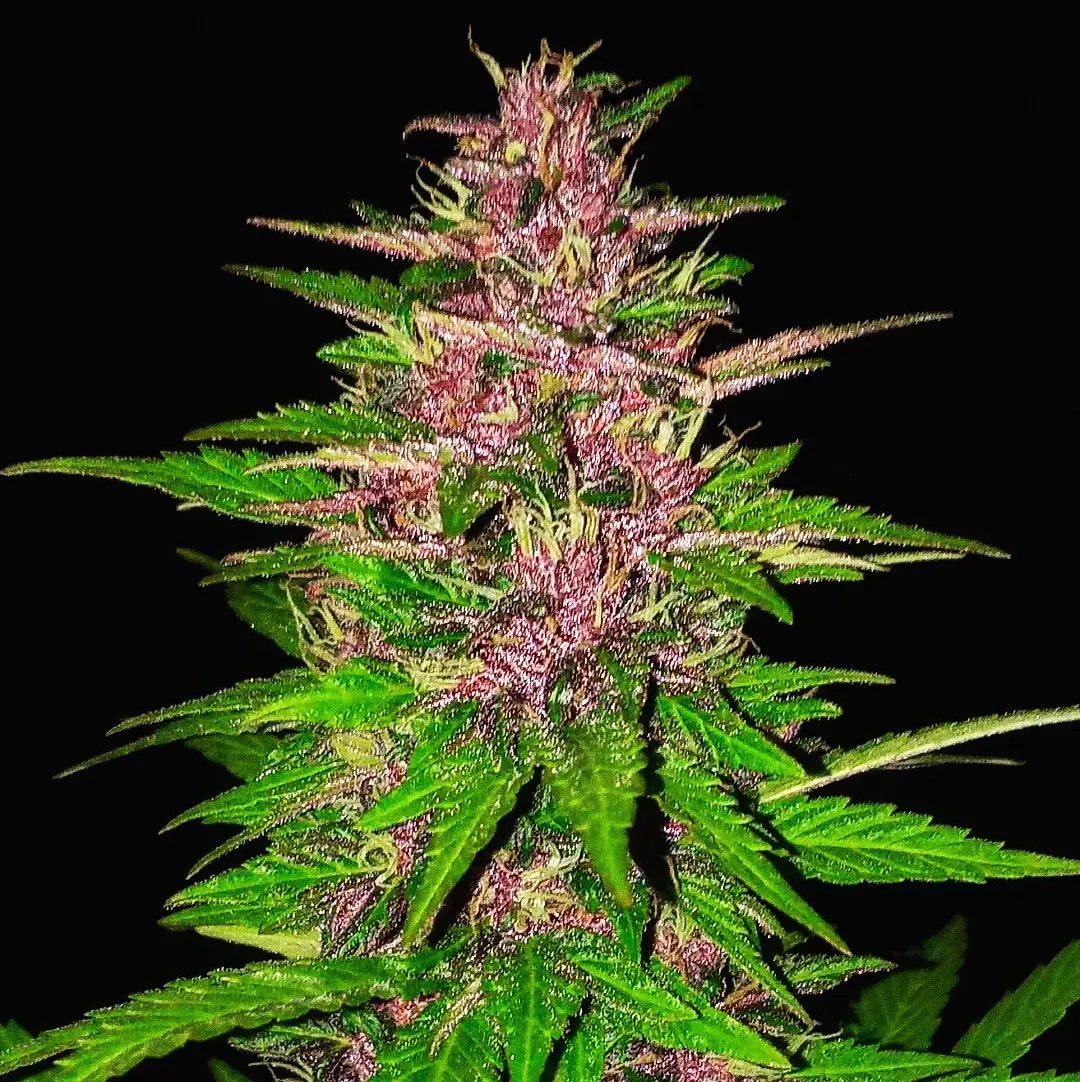 COLOMBIAN PURPLE GOLD