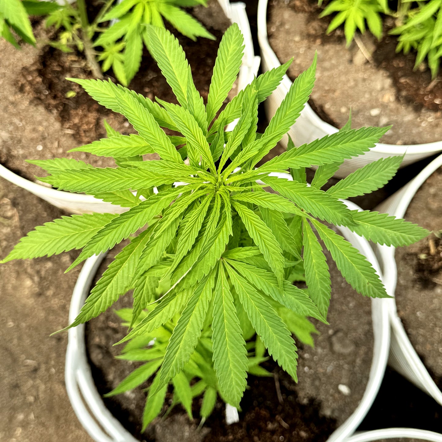 WATERMELON ICE CREAM