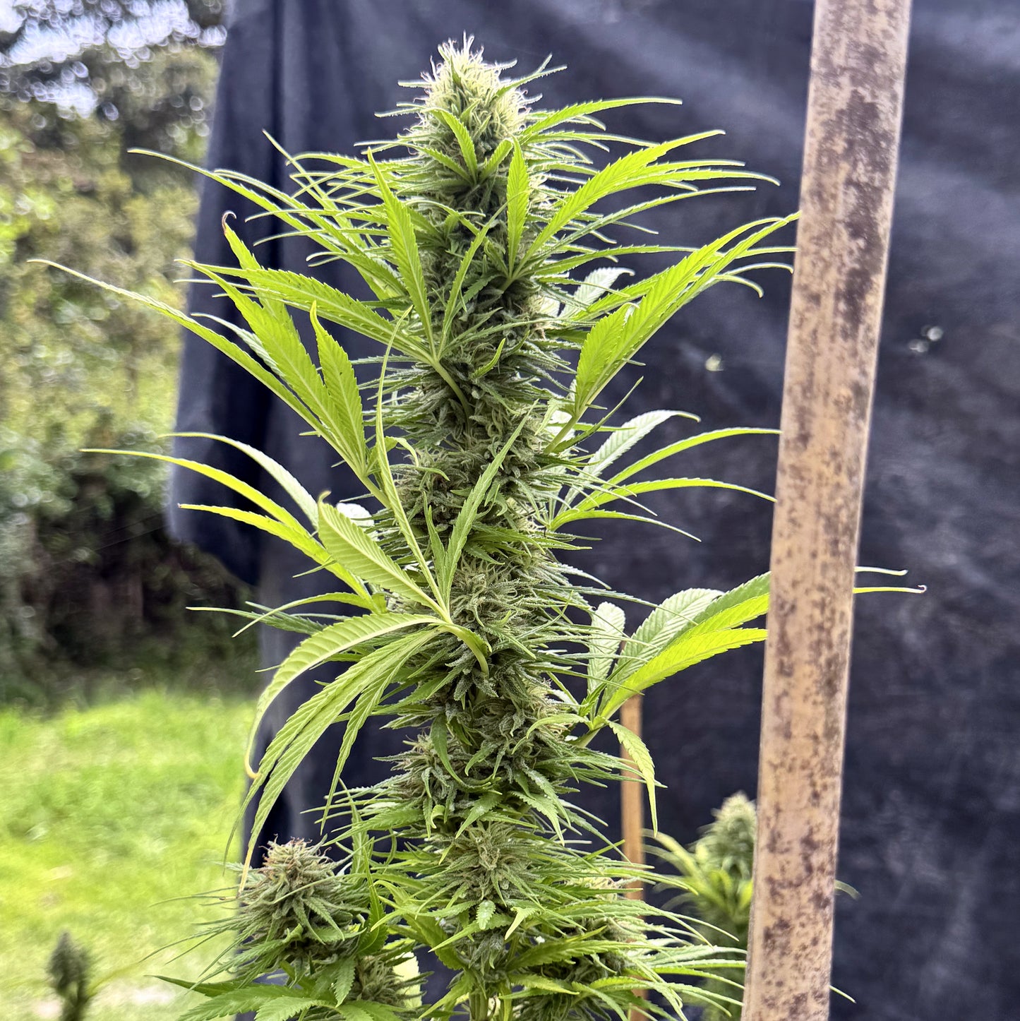 CINDY’S GRAPEFRUIT KUSH