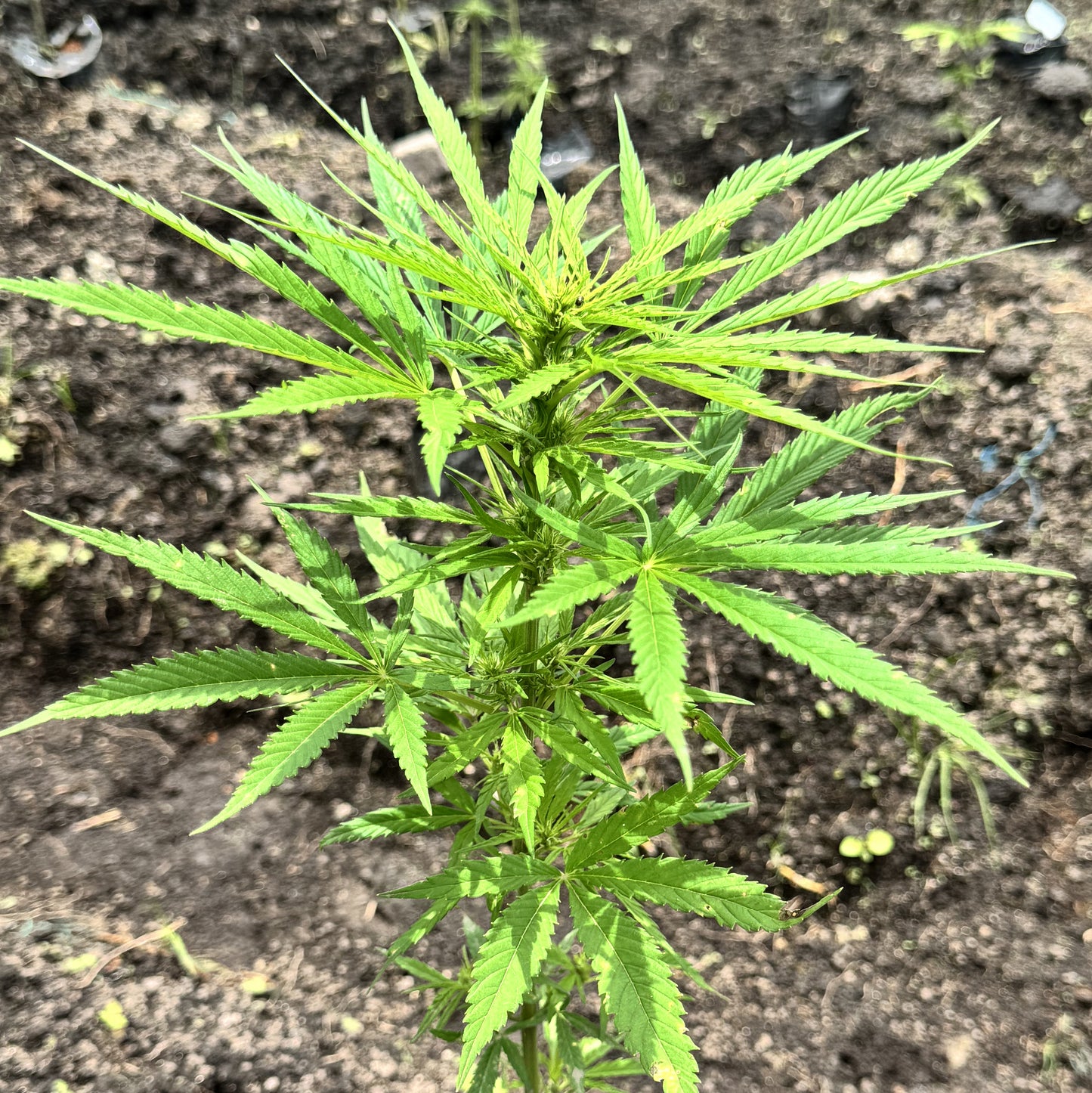 ACAPULCO GOLD (REEFERMAN)