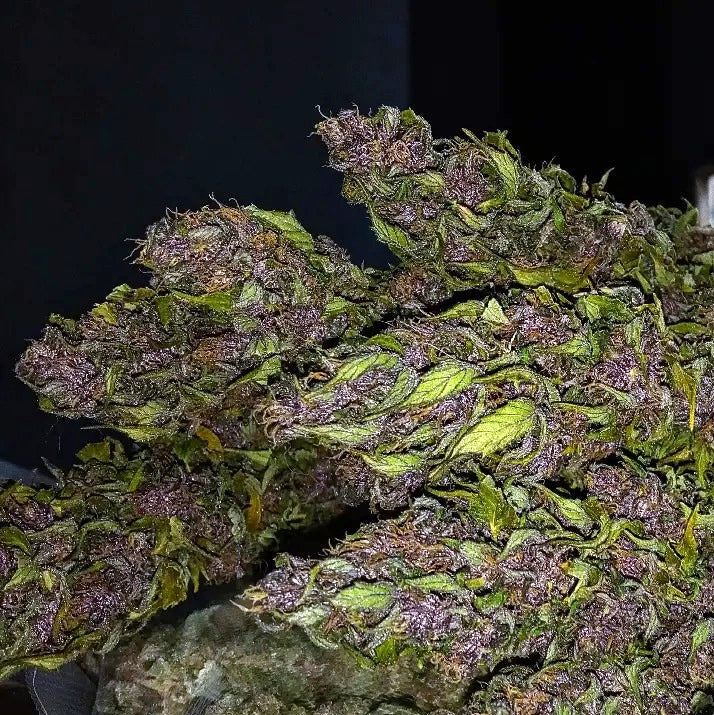 COLOMBIAN PURPLE GOLD