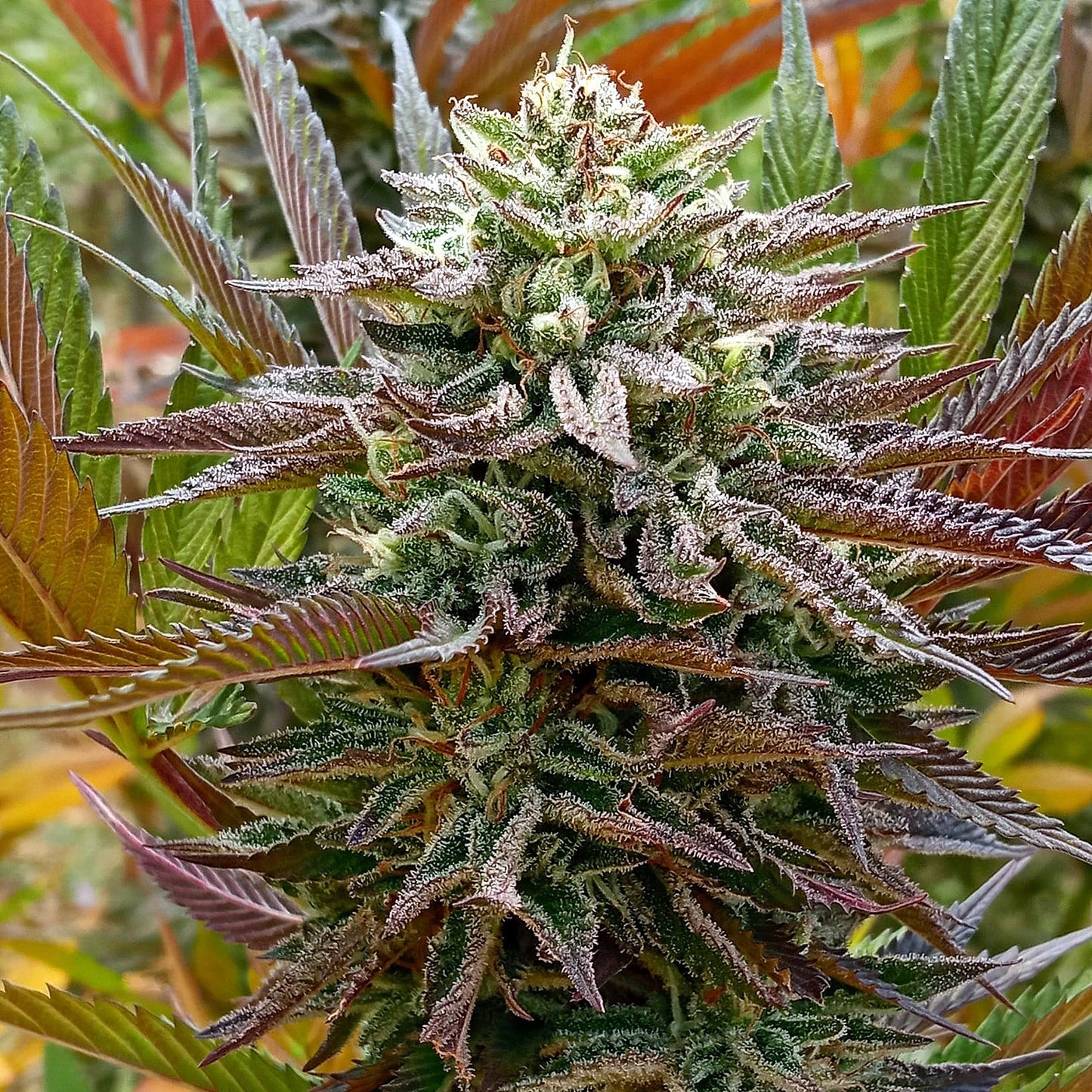 FRUIT COCKTAIL (SALPICON)