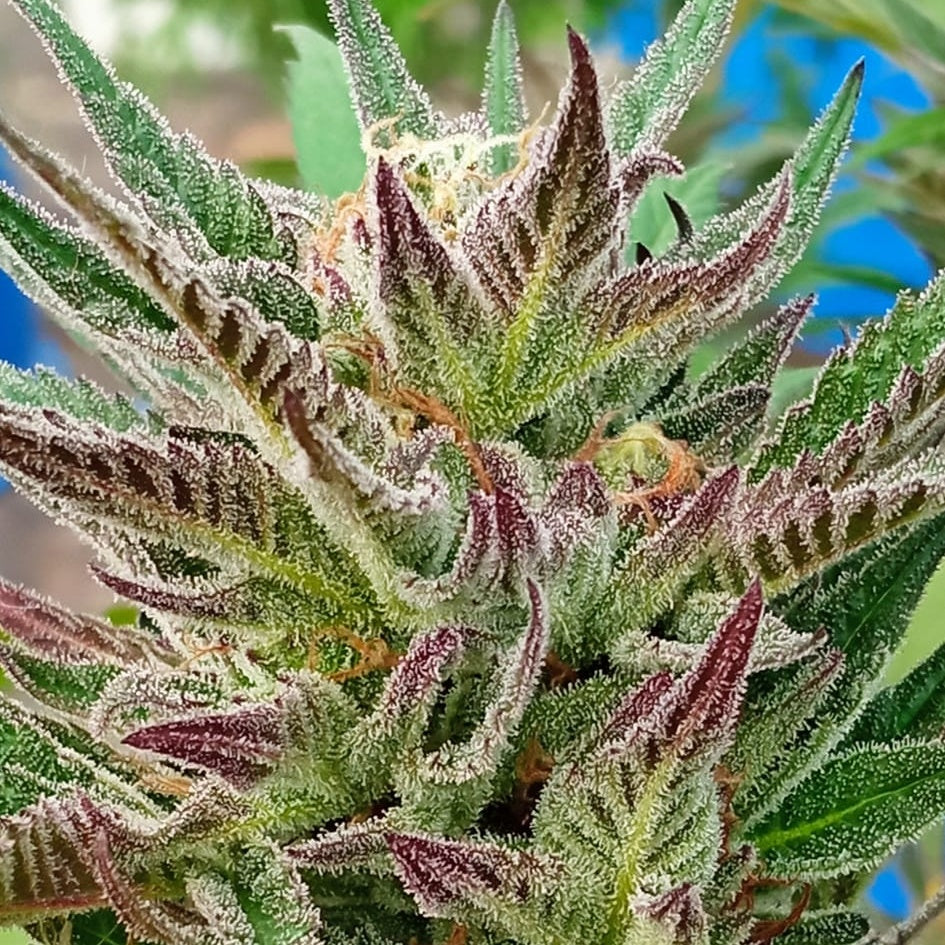 WATERMELON ICE CREAM