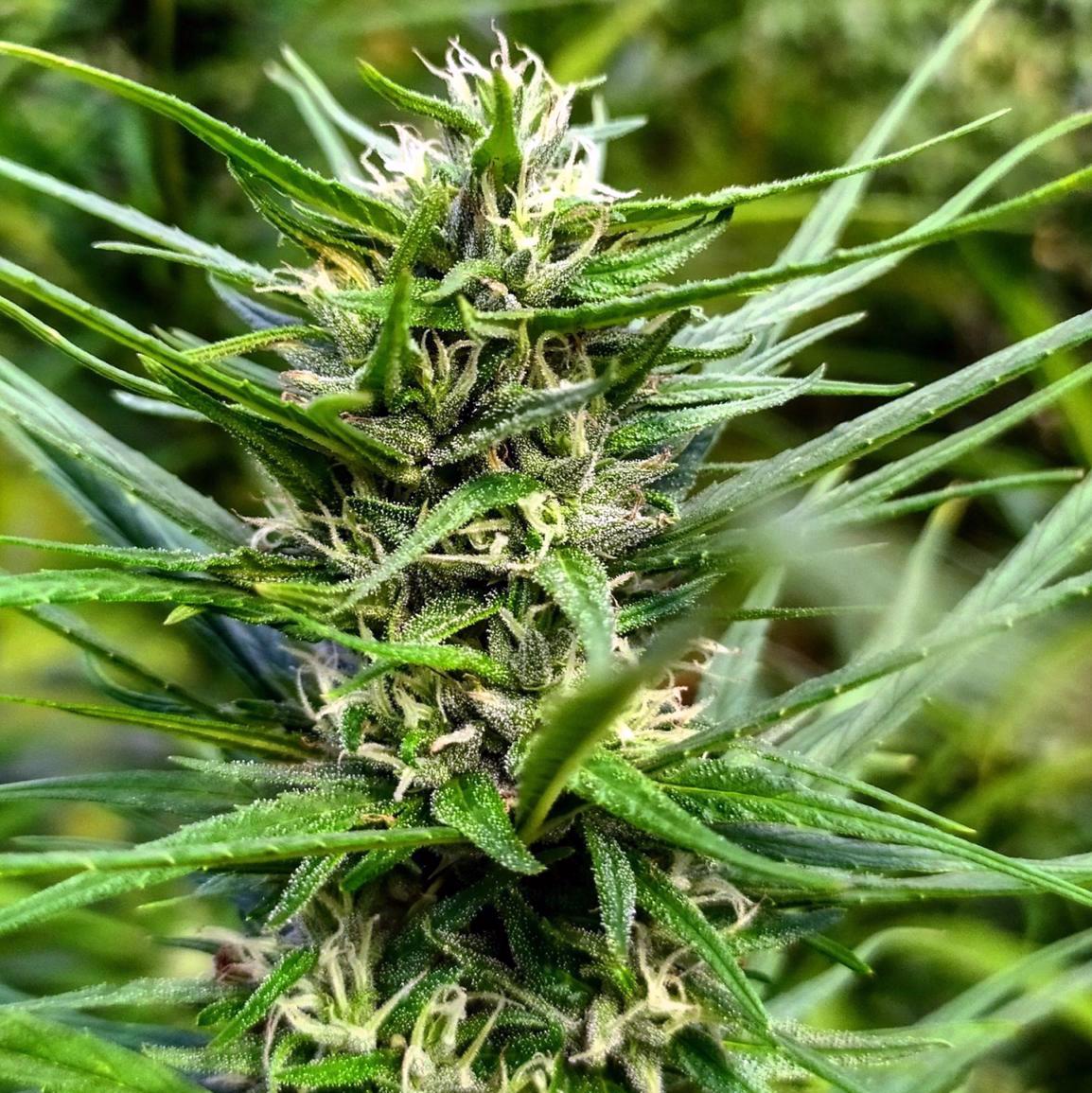 MANGO BICHE RESERVE (1989)