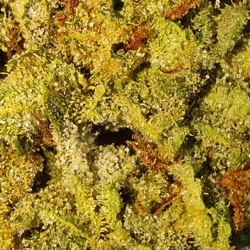 PINK GORILLA THC 22.98%