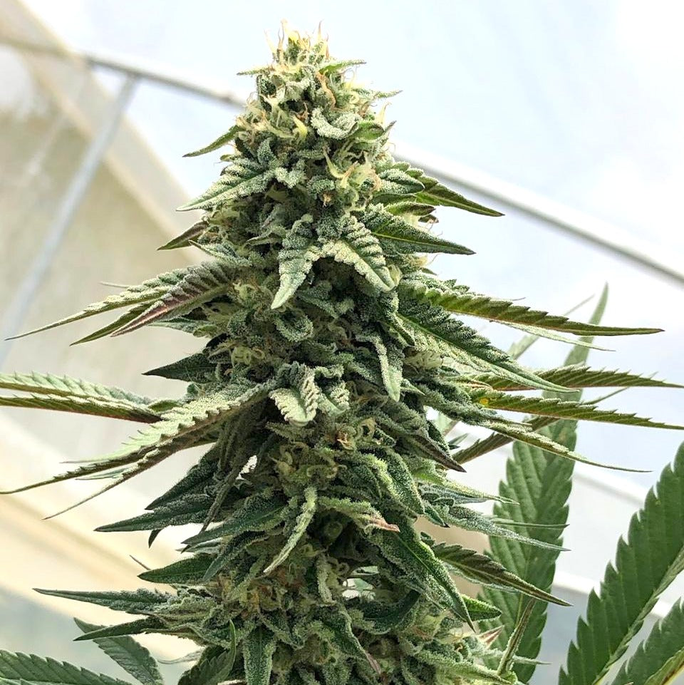 SHANTIBABA'S WHITE WIDOW