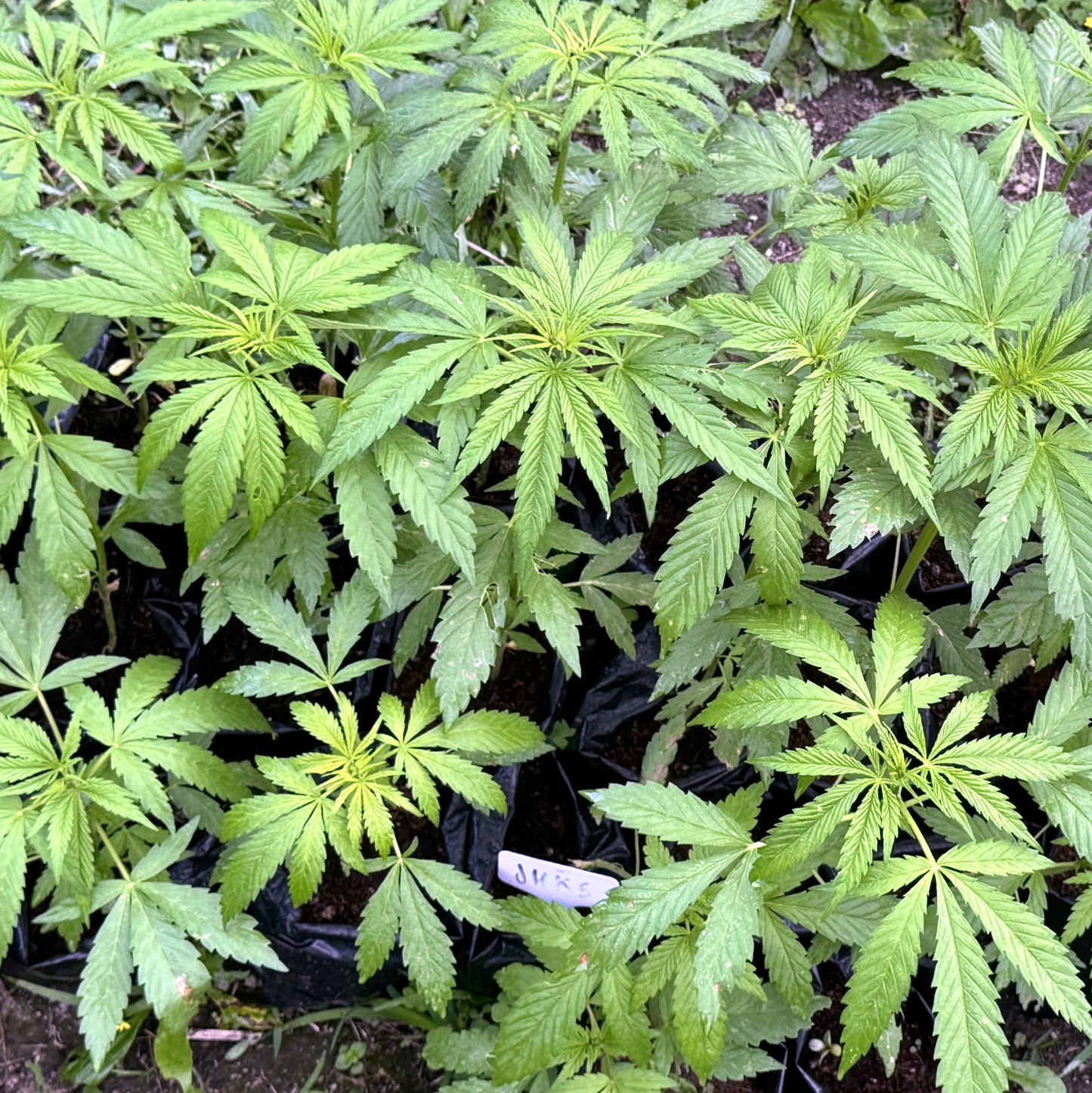 JIHADI KUSH HASHPLANT