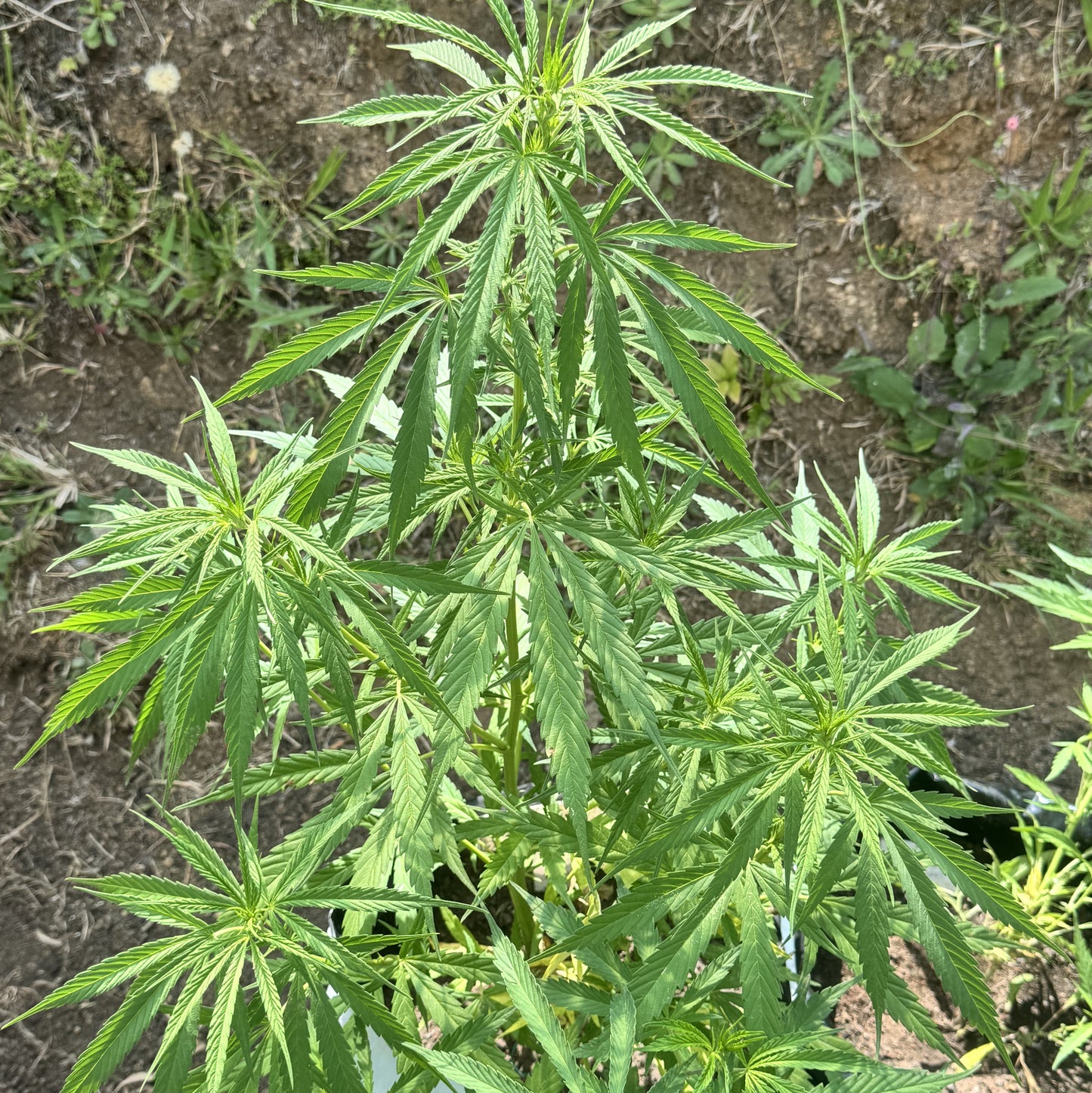 CINDY’S GRAPEFRUIT KUSH