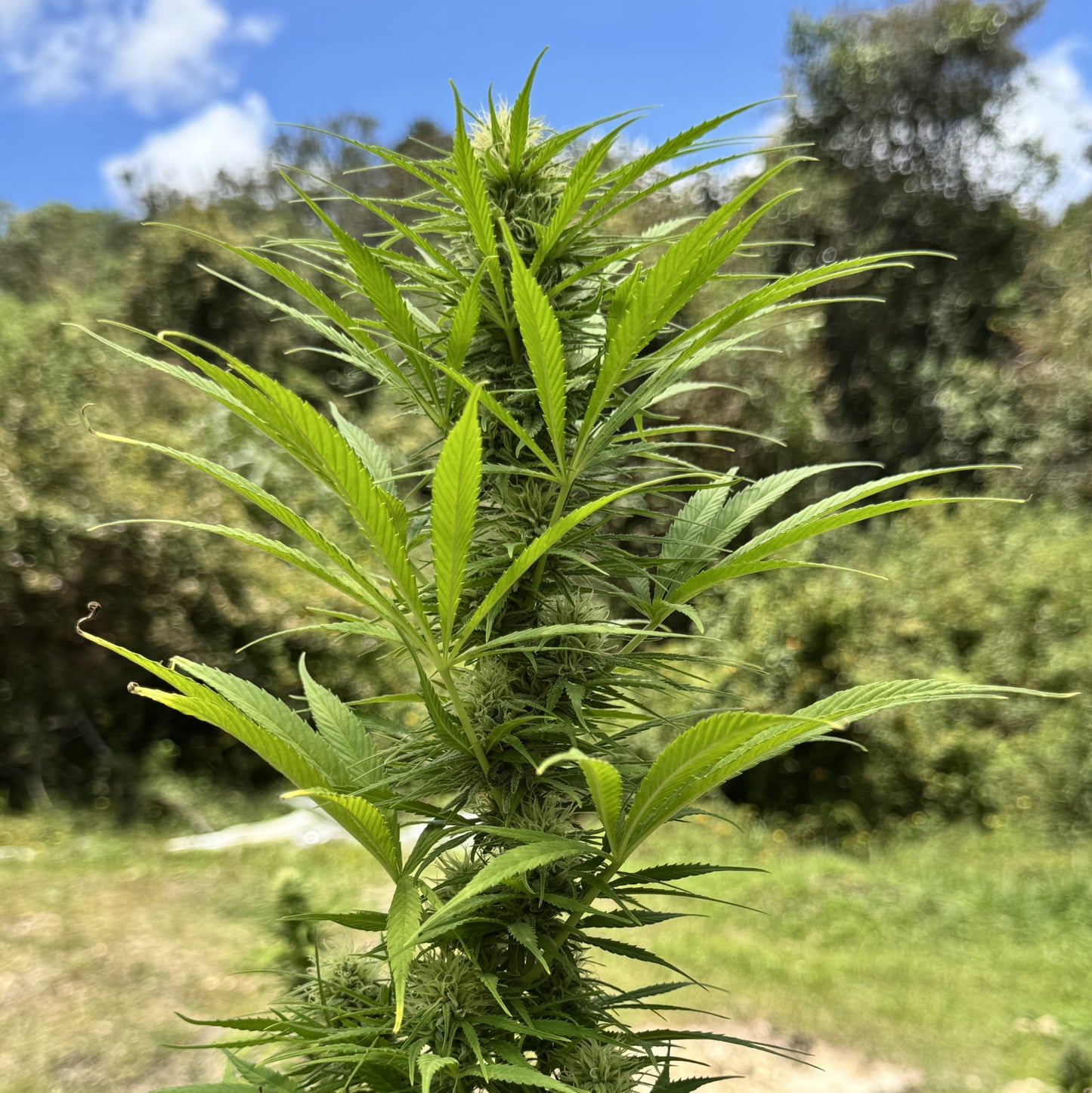 CINDY’S GRAPEFRUIT KUSH