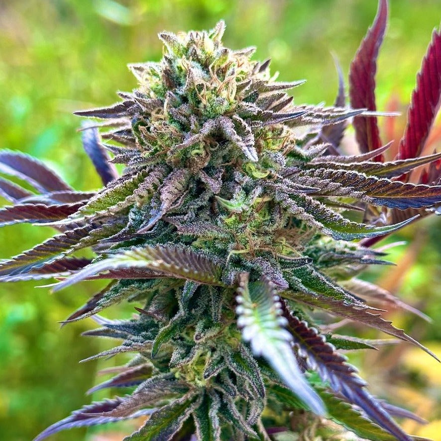 WATERMELON ICE CREAM