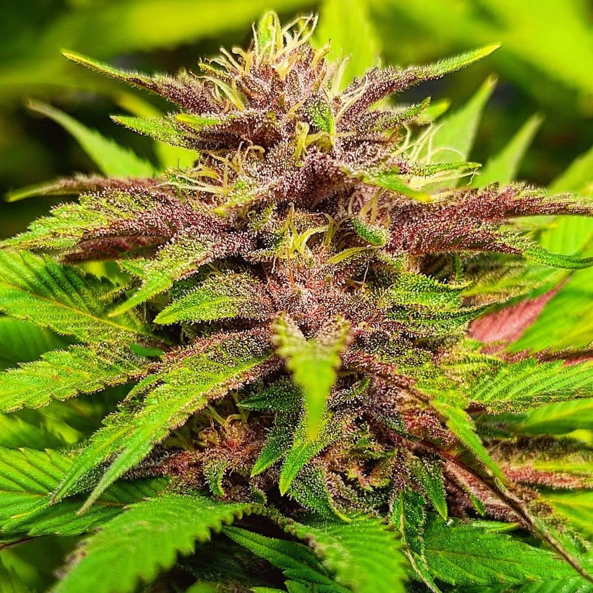 COLOMBIAN PURPLE GOLD